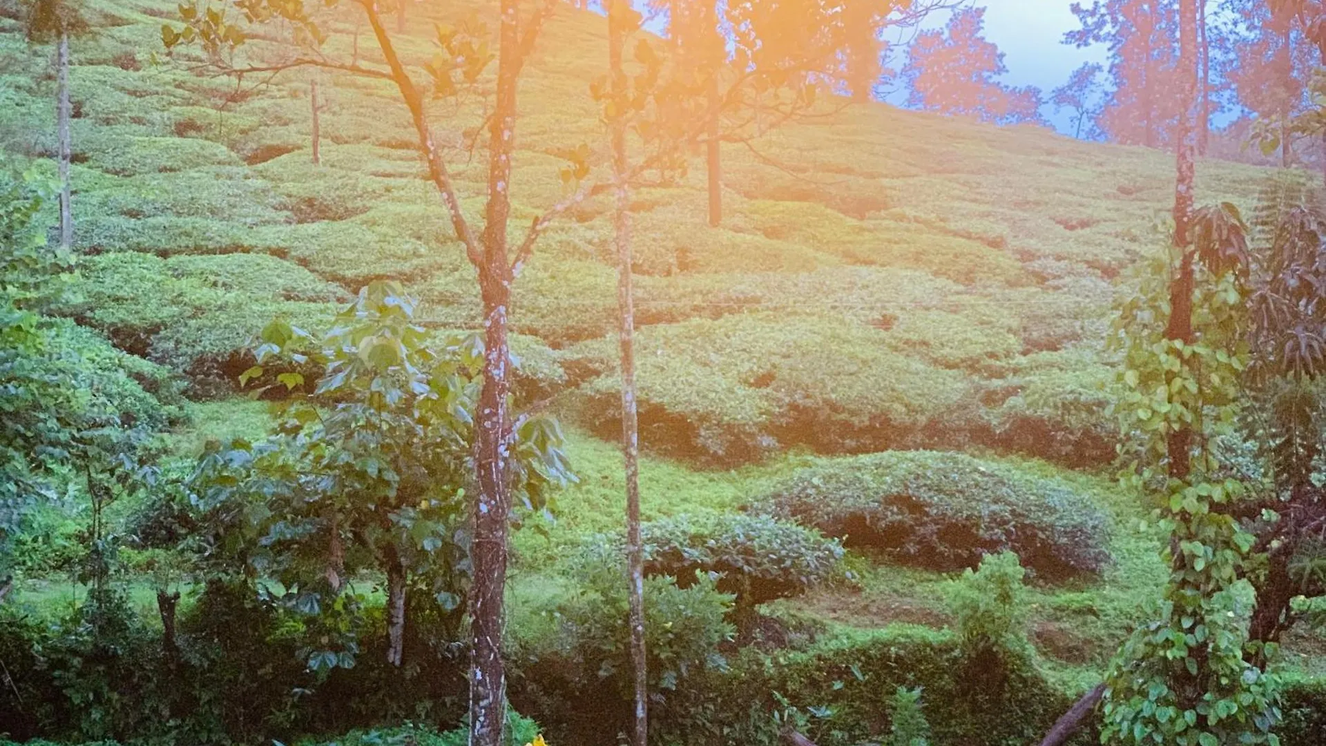 Country Side Inn Homestay Vythiri India